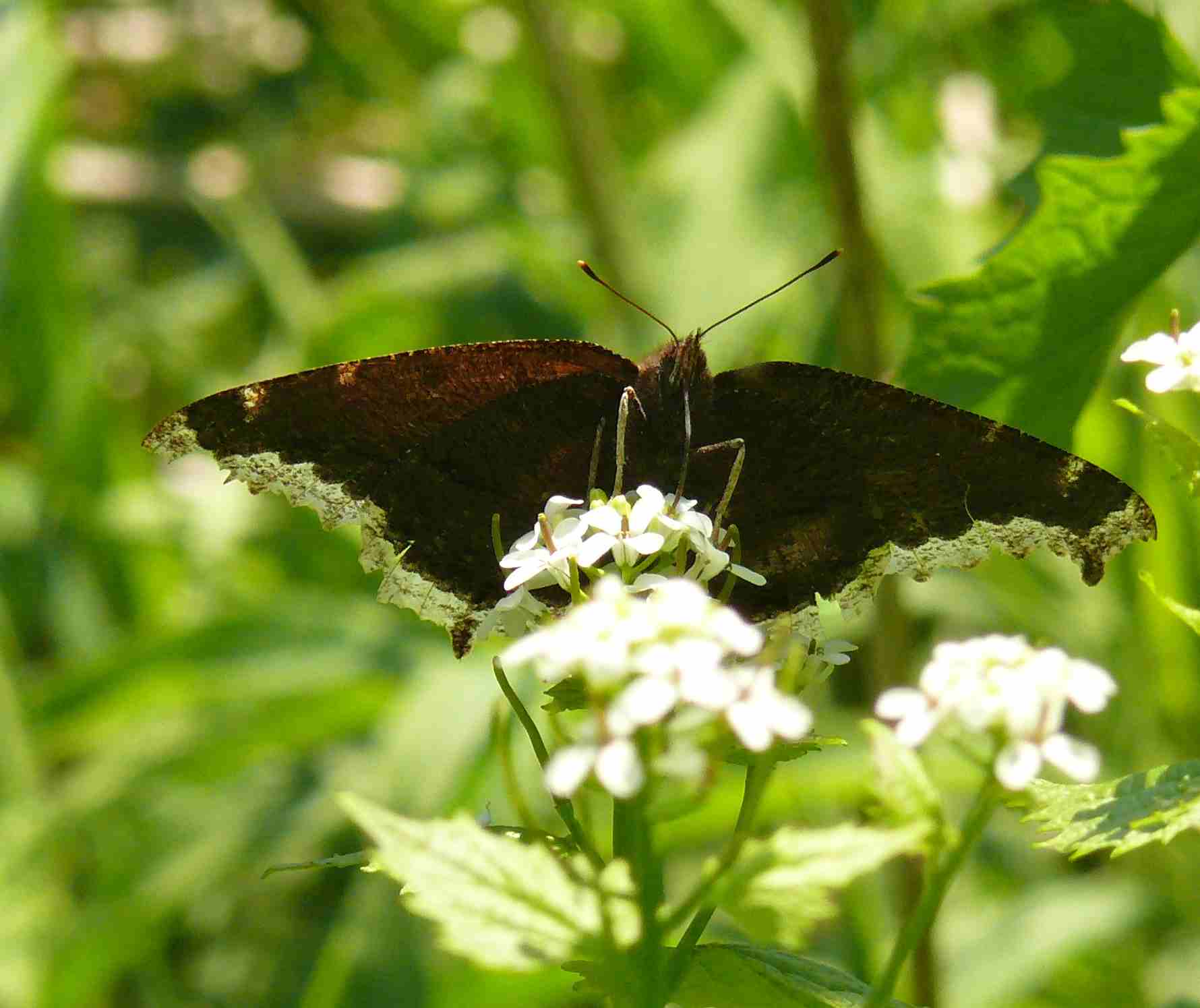Nymphalis antiopa Nymphalis antiopa